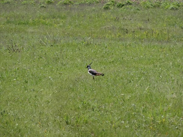 Конда Витим 12